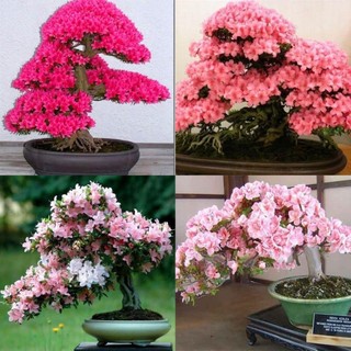 10 hạt giống cây thông bonsai nhật bản