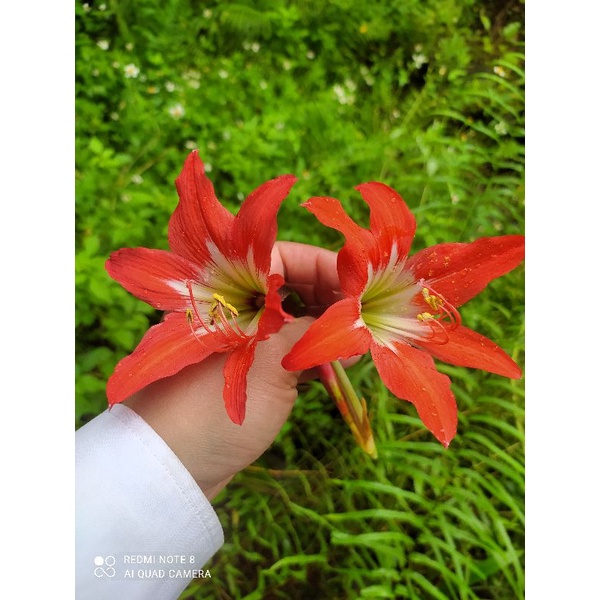 dễ sống đổi trả thoải mái 2.500= 1 củ loa kèn to bự Lan Huệ cam hoa nở đẹp quá lan hue (gửi củ như hình 2 )