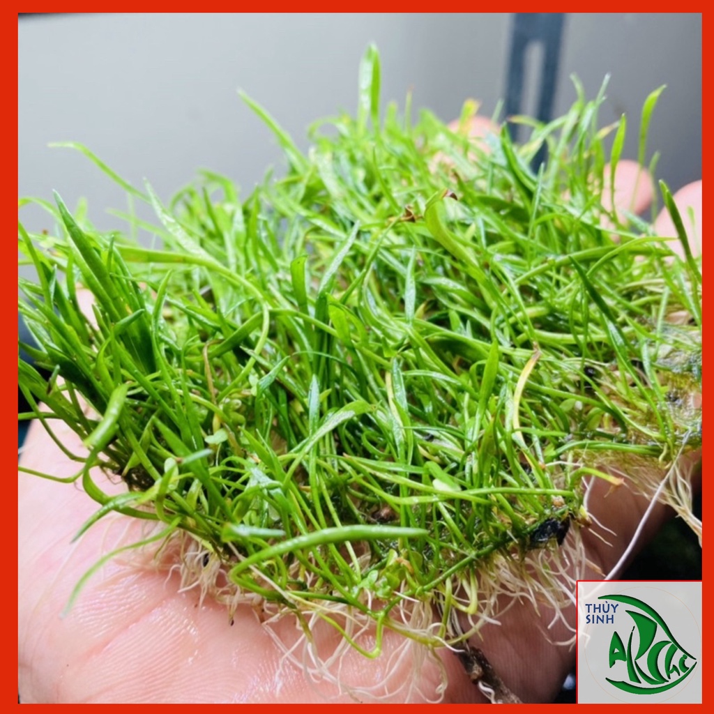 Cỏ Lưỡi Rắn Huệ Nước Cây Thủy Sinh Tiền Cảnh