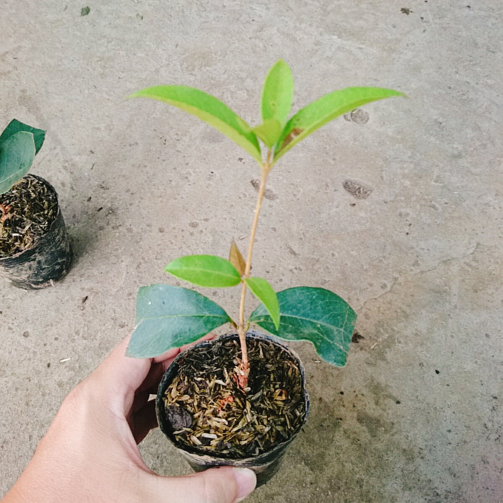 Cây mộc hương ta - cho hoa thơm say đăm lòng người