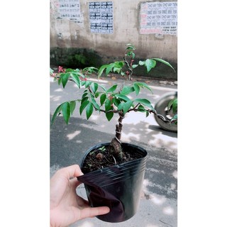 Cây Khế Bonsai