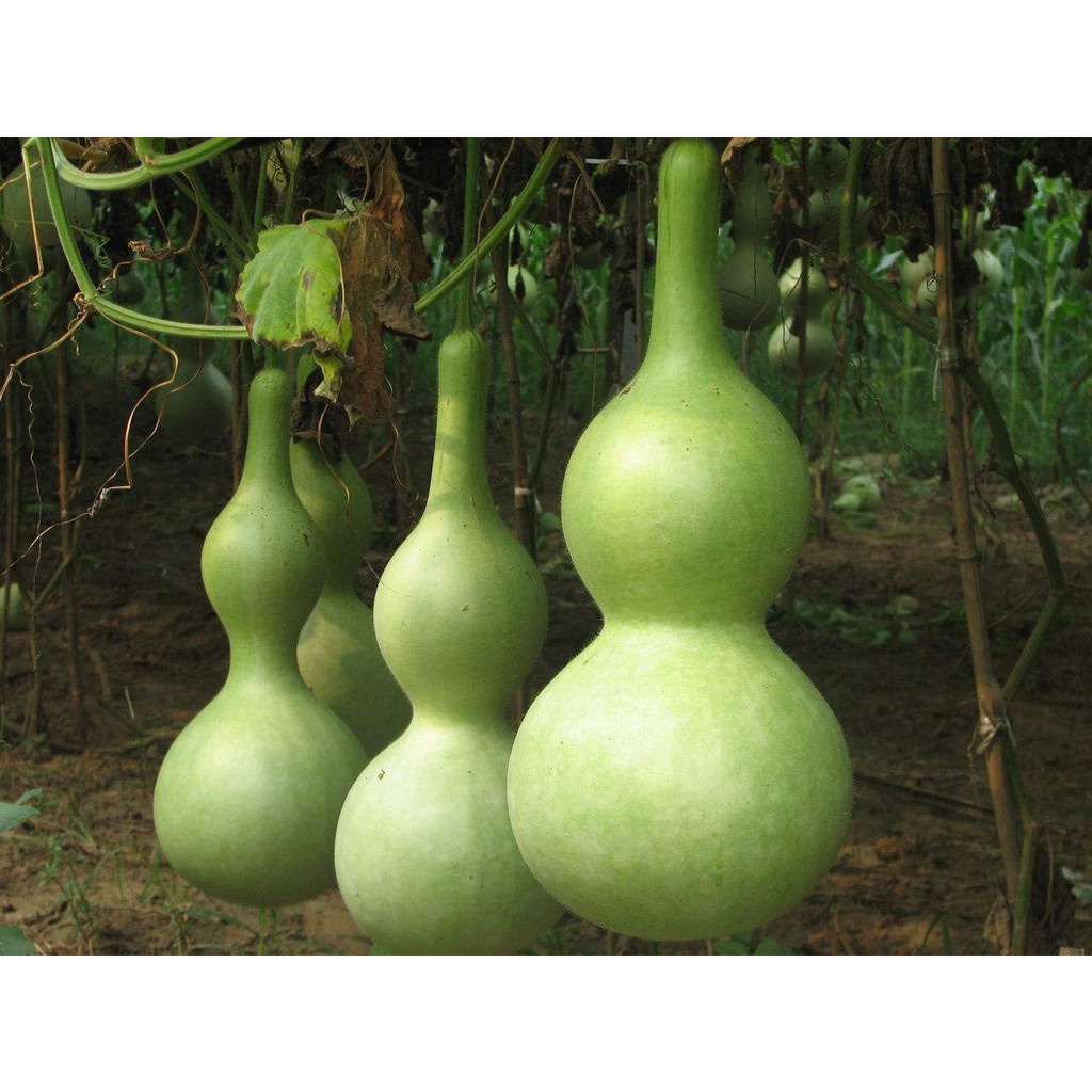 10 hạt giống bầu hồ lô