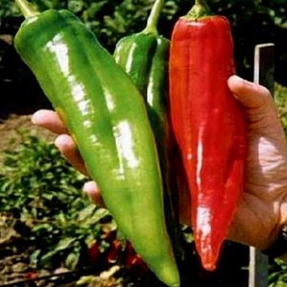 Hạt giống ơt đùi gà hàn quốc 20 hạt