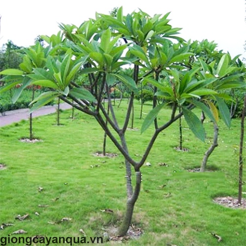 CÂY HOA ĐẠI TRẮNG