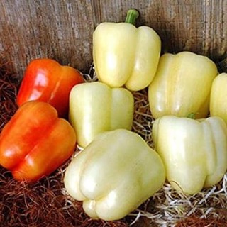 hạt giống ớt chuông trắng 20 hạt