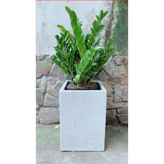 Chậu cây kim tiền lớn