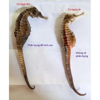Cá ngựa khô 7-9cm