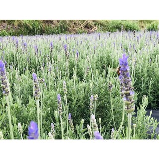 Nội thành HN - Cây giống oải hương lavender dentata chịu nhiệt