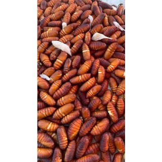 Nhộng cho sóc bay úc