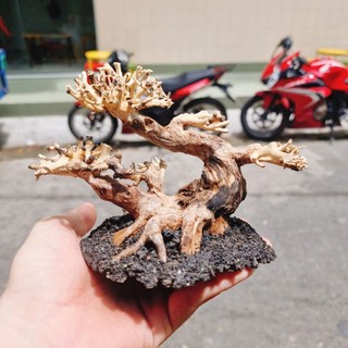 LŨA BONSAI MINI CHO HỒ THUỶ SINH (Hồ < 40cm)