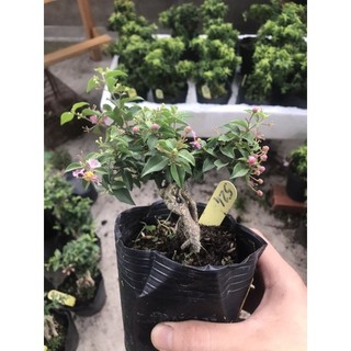 Hồng ngọc mai mini bonsai