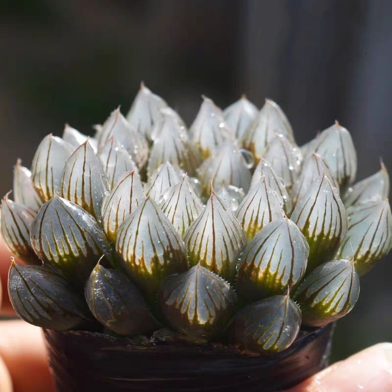 Sen Đá Kim Cương Haworthia Cooperi (Đã Thuần Khí Hậu)