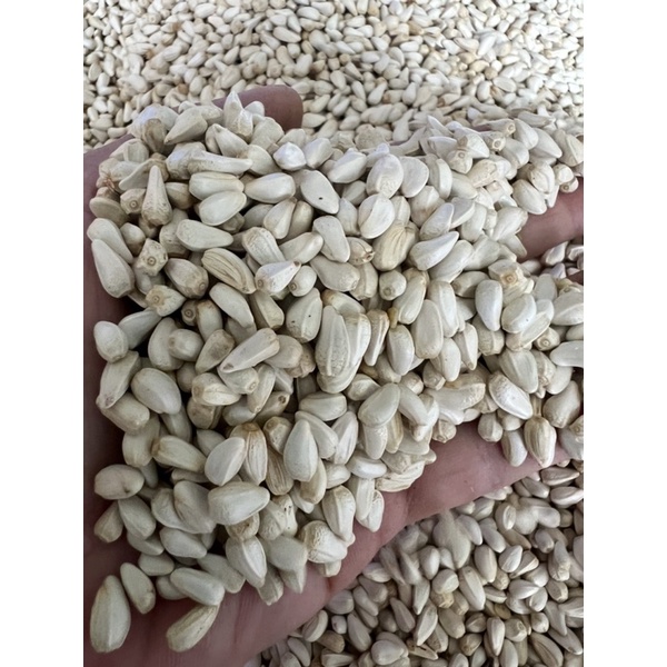 Hạt Kham Nga 500g - 1 Ký