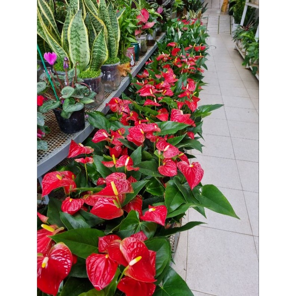 Chậu Cây hồng môn đỏ - giống siêu bông