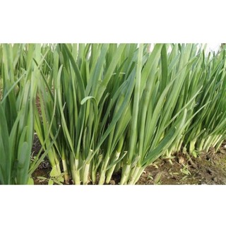 cây hẹ giống :củ hẹ