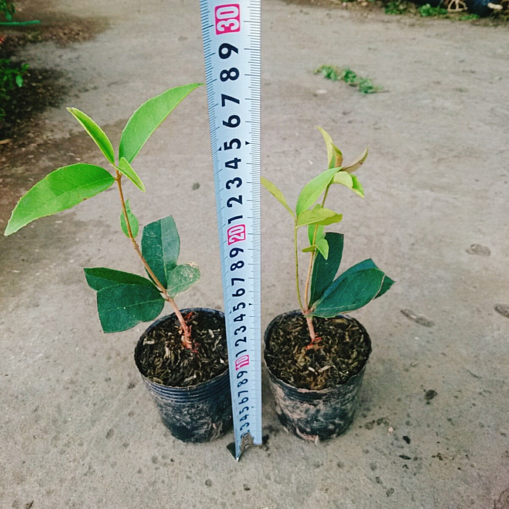 Cây mộc hương ta - cho hoa thơm say đăm lòng người