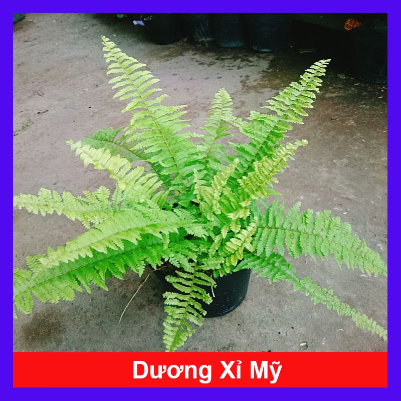Cây Dương Xỉ Mỹ - cây cảnh để bàn + tặng phân bón cho cây