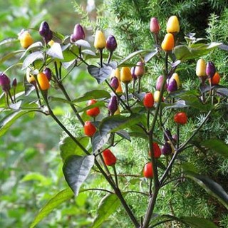 hạt giống ớt cảnh 15 hạt