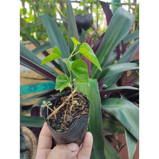Cây giống sương sâm trơn