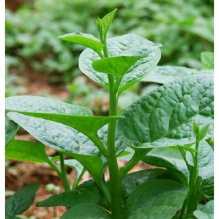 20 hạt hạt giống rau mồng tơi