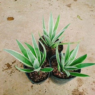Cây Dứa Nam Mỹ Agao