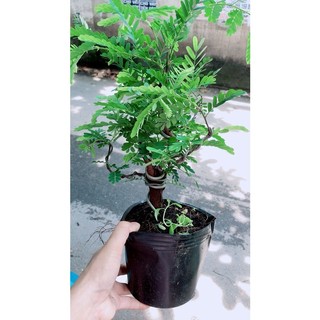 Cây Me Bonsai