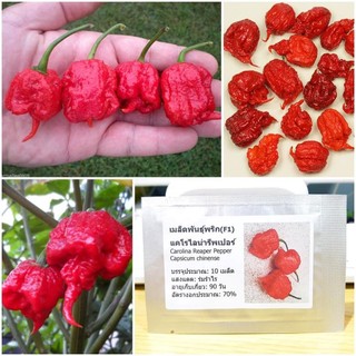 Hạt giống ớt Carolina Reaper 10 hạt