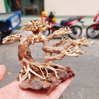 LŨA BONSAI MINI CHO HỒ THUỶ SINH (Hồ < 40cm)