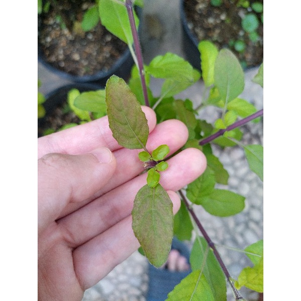 Cây hương nhu tím holy basil  tulsi