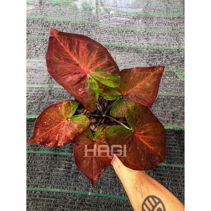 (Cây sưu tầm) Army caladium - Cây môn màu thái quânđội, ảnh thật số 2