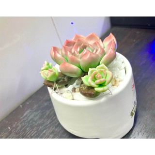 Sen đá đất sét chậu sứ có nhánh con