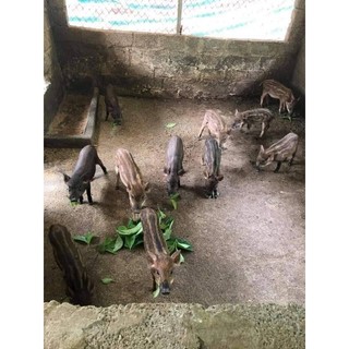 Cây chè khổng lồ chăn nuôi ( Đơn 10 cây giống)