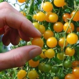 hạt giống cà chua bi vàng 30 hạt