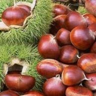 Hạt dẻ tươi ( ngọt bùi cơm vàng) 1kg