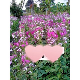 Hạt hoa Tuý Điệp