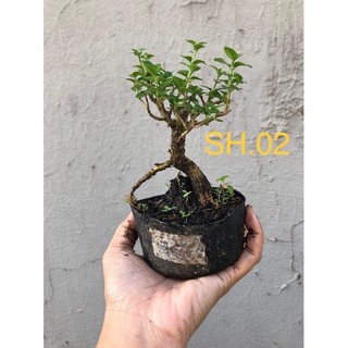 sam 86 , sam hương , sam núi ( sam trái)