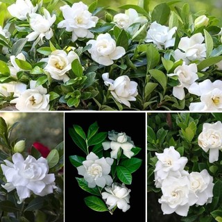 BẠCH THIÊN HƯƠNG SẴN NỤ