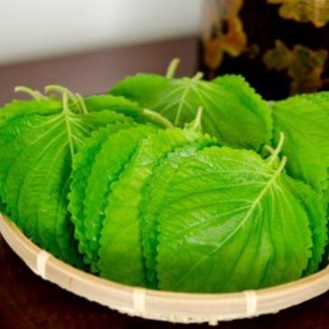 100 hạt giống cây lá vừng hàn quốc