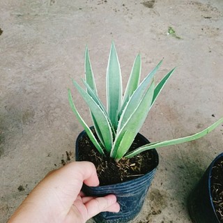 Cây Dứa Nam Mỹ Agao