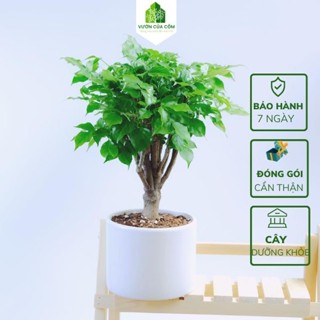 Chậu cây hạnh phúc để bàn kết hợp cùng chậu sứ trắng mang phong thủy tài lộc cho gia chủ . Món quà tặng cực ý nghĩa .