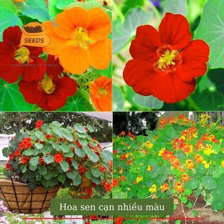 hạt giống hoa sen cạn(1 gói) HOA TẾT