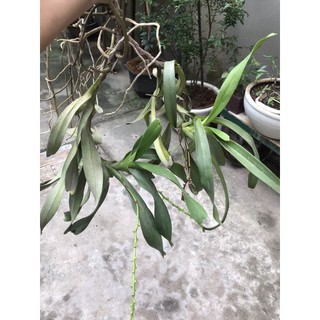 combo 2 ngọn hoa lan quế đang nụ