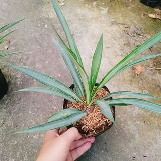 Cây Phát Tài Thái ( Dứa Diệp Tiễn )