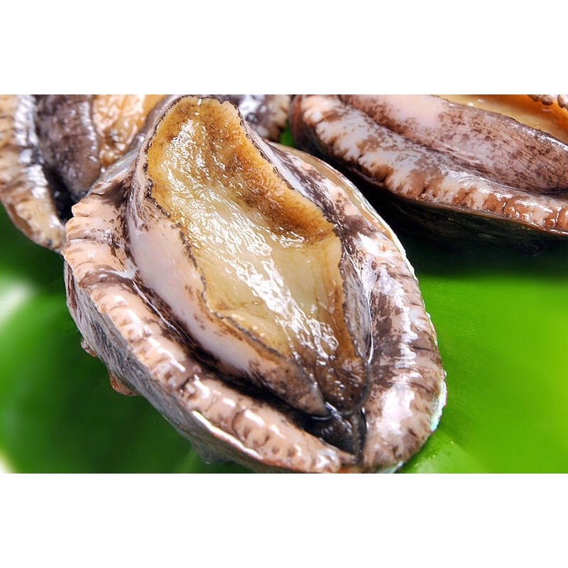 Bào Ngư Hàn Quốc Tươi Nhập Khẩu Green Good Chế Biến Nướng, Cháo, Hầm 1Kg