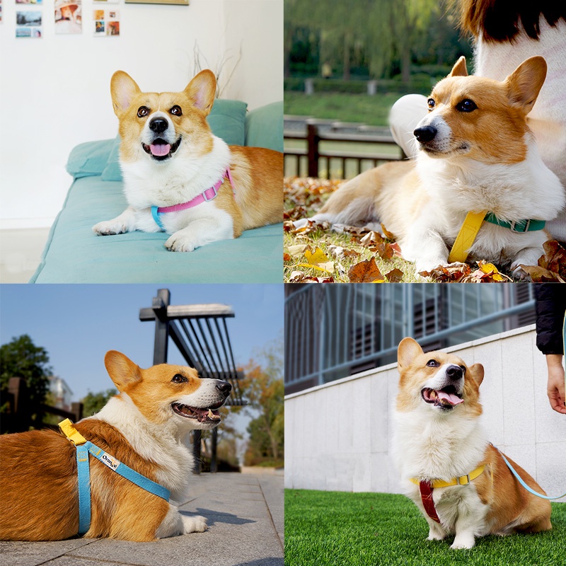 HamshMoc Dây dắt thú cưng đi dạo bằng nylon mềm có thể điều chỉnh tiện lợi