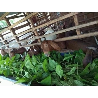 Cây chè khổng lồ chăn nuôi ( Đơn 10 cây giống)