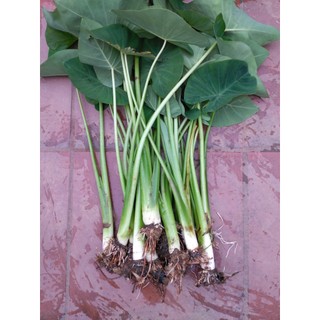 Ngó khoai ngọc môn giống 35 cây