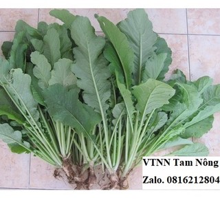 Hạt giống rau cải củ ăn lá chất lượng cao