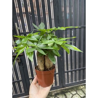 Kim ngân 3 gốc nhỏ(15cm)
