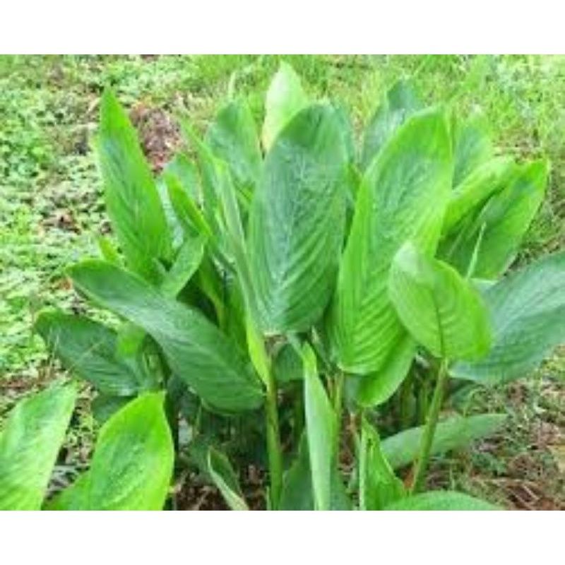 3 cây Giống Mì Tinh  10k